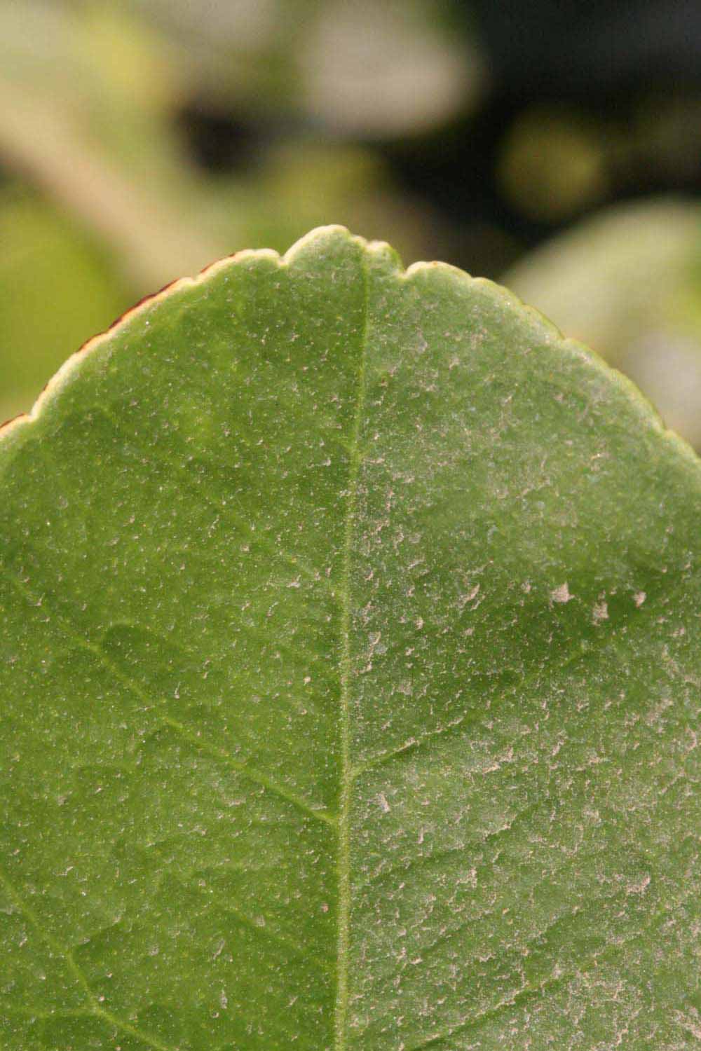              Margin (Riverside, CA)       